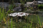 Bild: Privater Schwimmteich in Hartheim im ersten Jahr nach der Fertigstellung